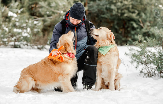 Why Organic Dog Treats Are the Best Choice for Your Furry Friend