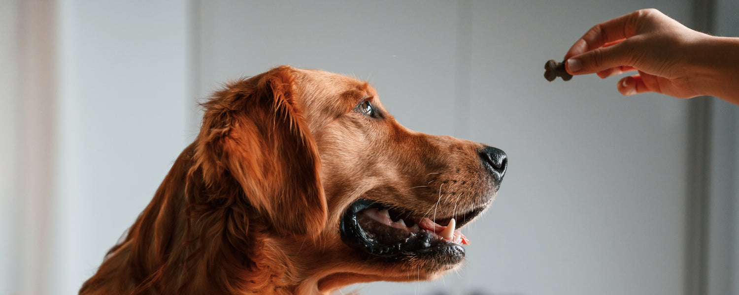 Unique Doggie Treats